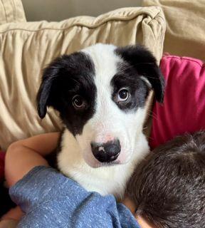 Enlarge Charlie, an adopted Mixed Breed in Schaumburg, IL image 4/4