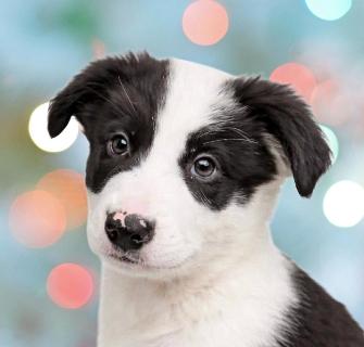 Charlie, adopted, Puppy Male Mixed Breed.
