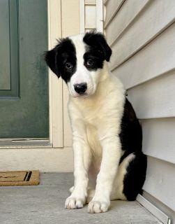 Enlarge Charlie, an adopted Mixed Breed in Schaumburg, IL image 2/4