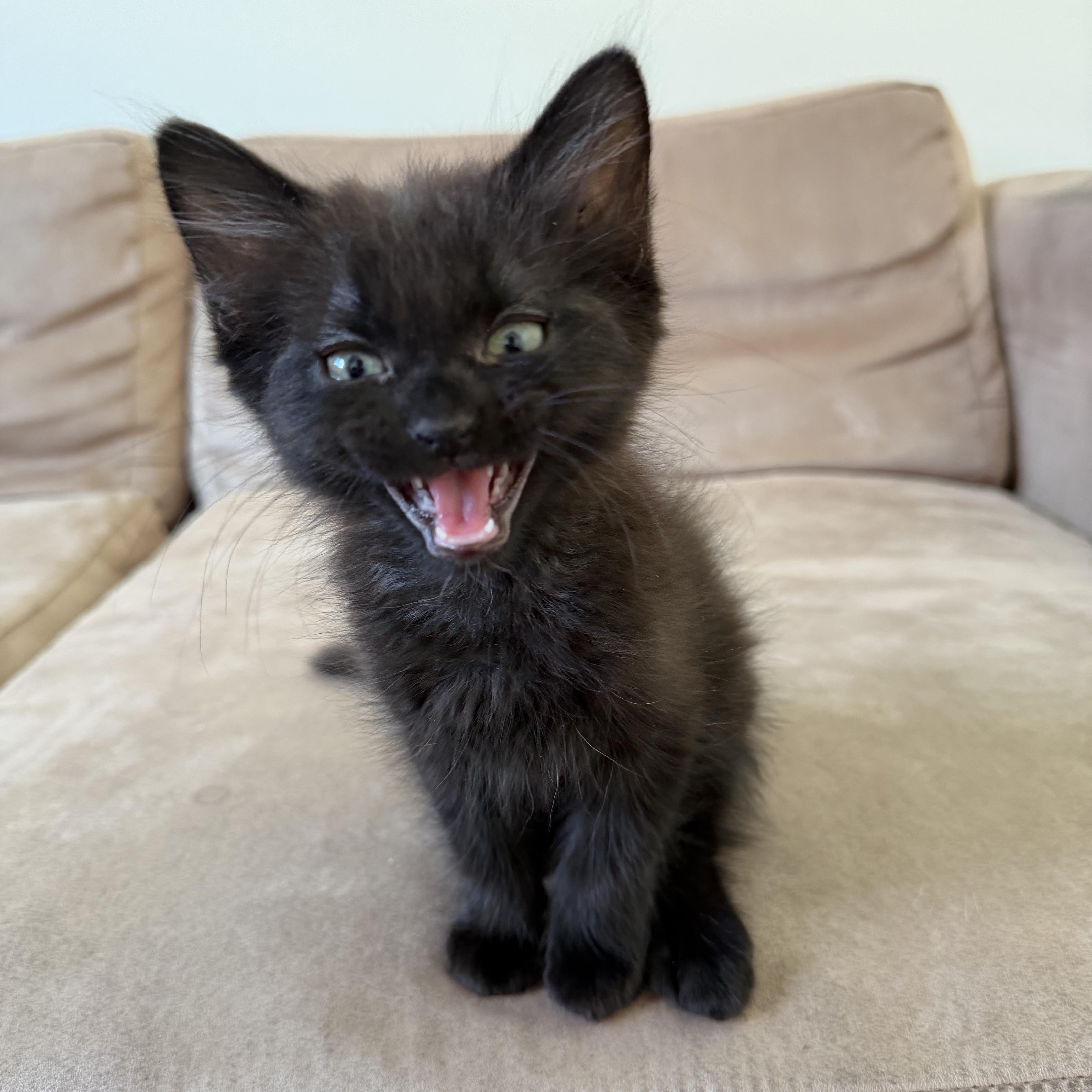 Merlot, Adoptable, Kitten Male Domestic Medium Hair.