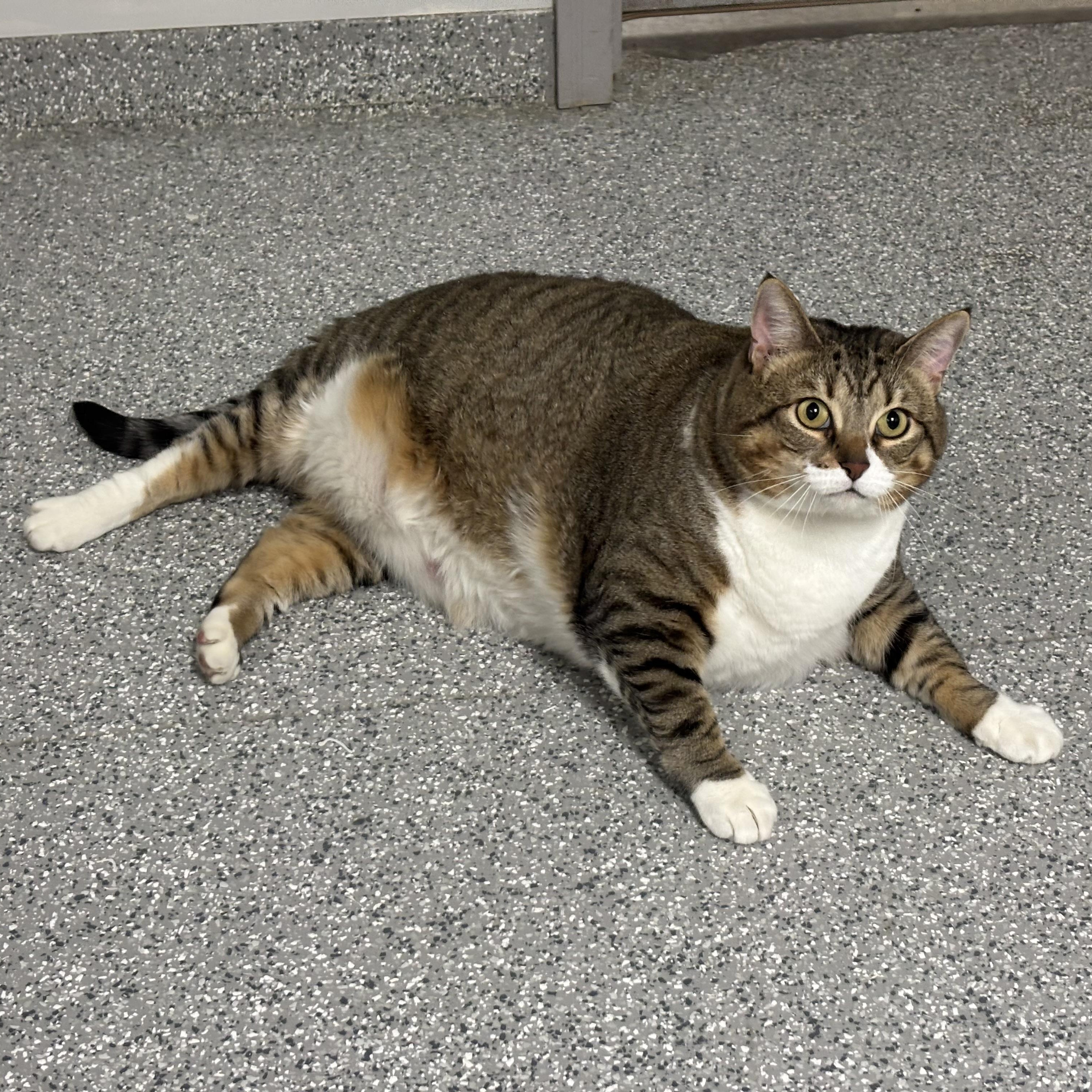 Tiny, a ADOPTABLE Domestic Short Hair in Frankfort, IN image 2/6