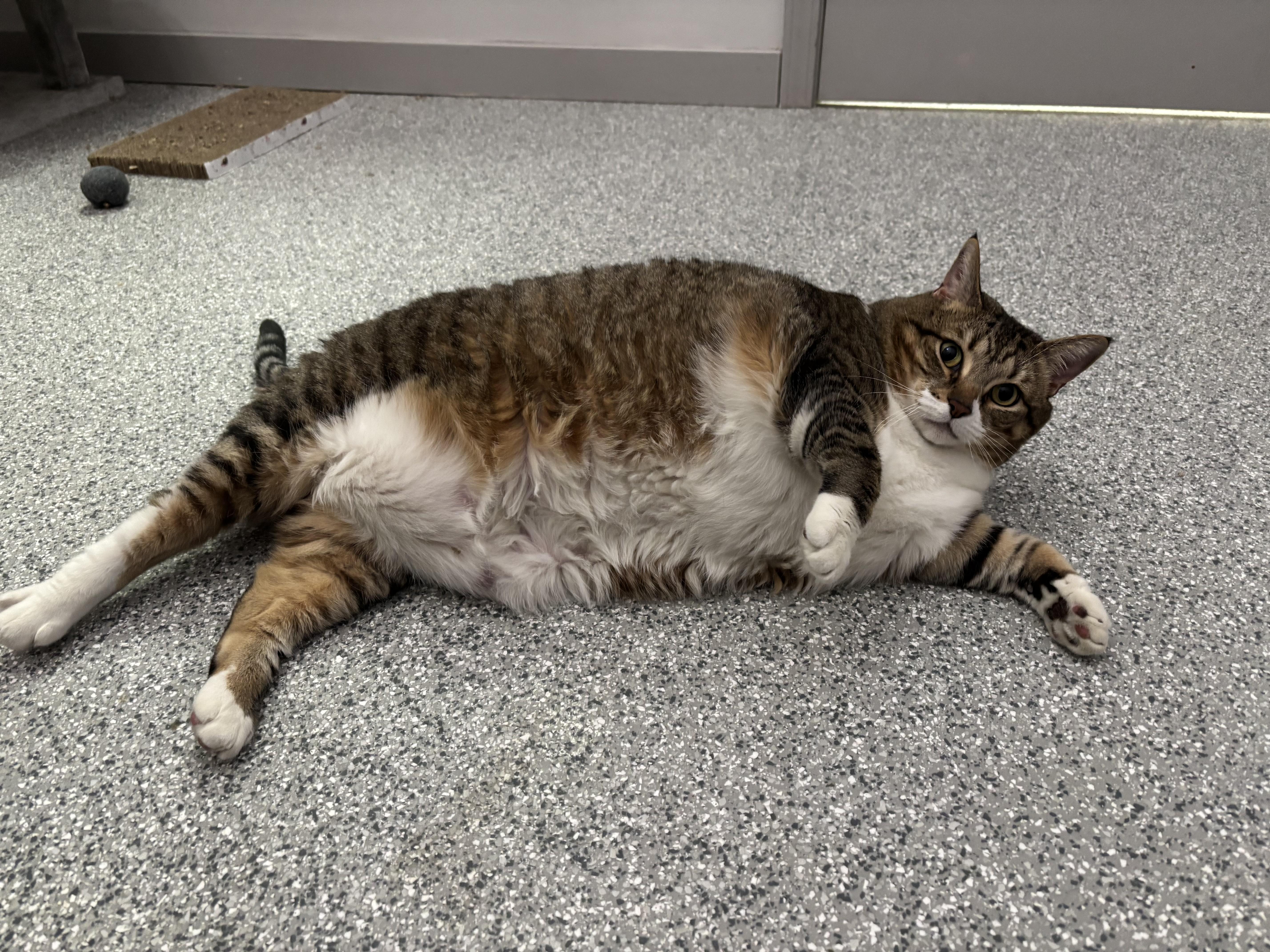 Tiny, a ADOPTABLE Domestic Short Hair in Frankfort, IN image 3/6