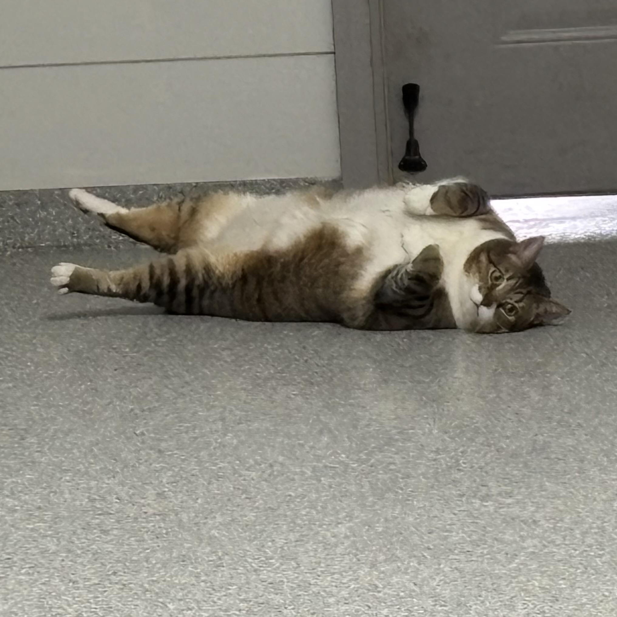 Tiny, a ADOPTABLE Domestic Short Hair in Frankfort, IN image 5/6