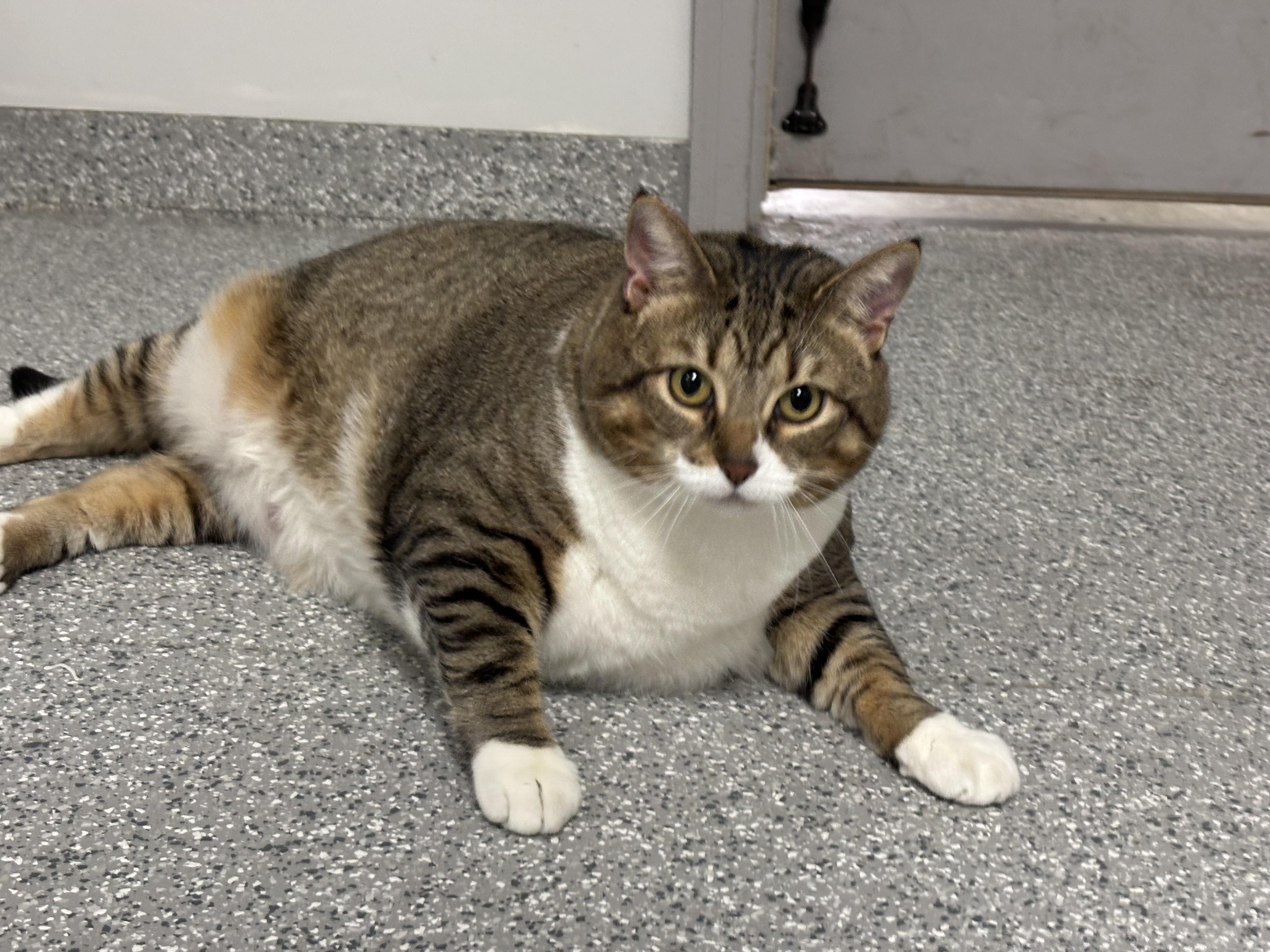 Tiny, a ADOPTABLE Domestic Short Hair in Frankfort, IN image 4/6