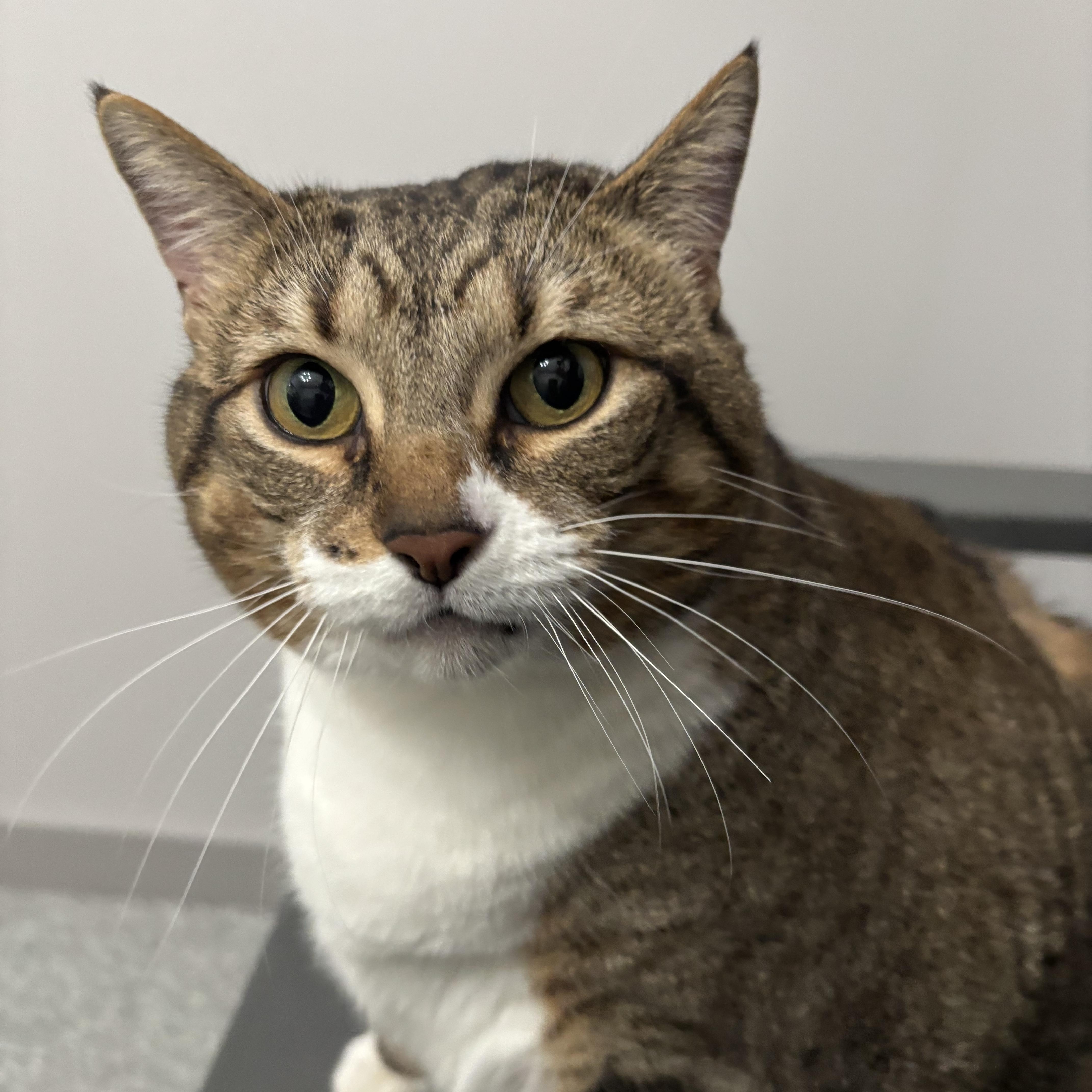 Tiny, ADOPTABLE, Adult Female Domestic Short Hair.