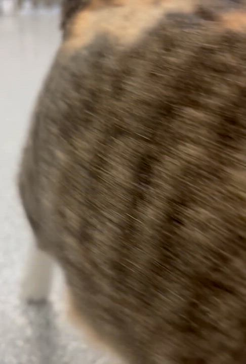 Enlarge Tiny, a ADOPTABLE Domestic Short Hair in Frankfort, IN video 6/6
