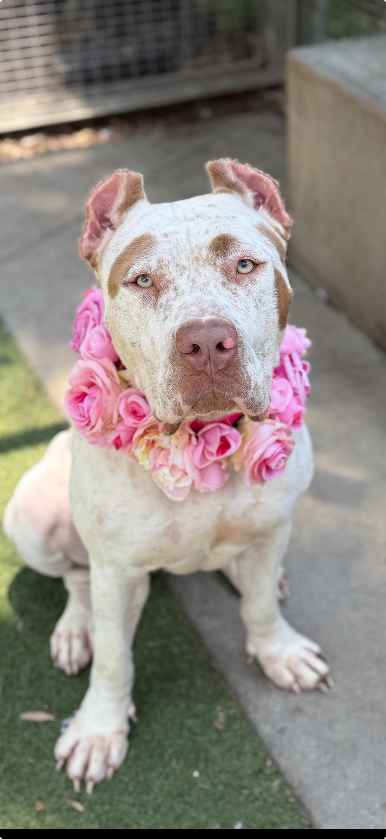 Amaya-ADOPT Me!!, Adult Female unknown