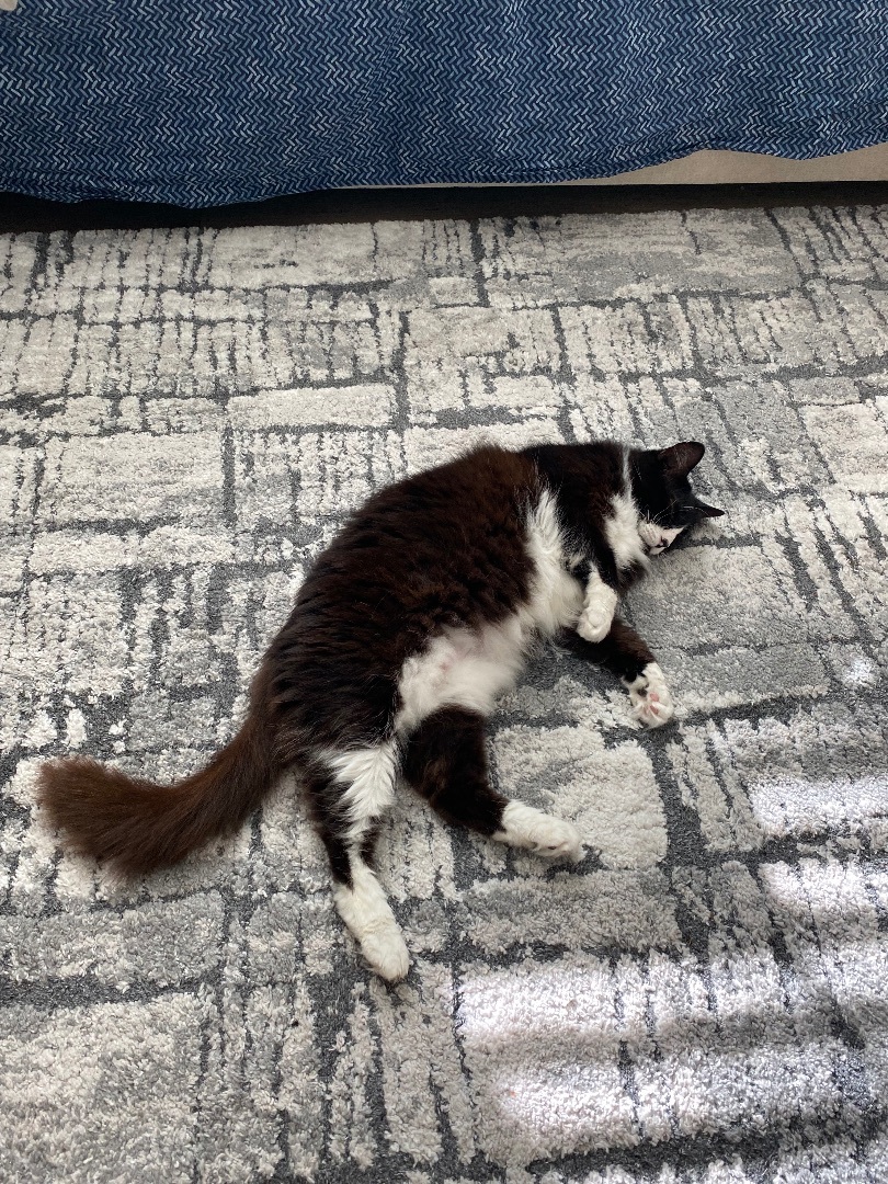 Jezzie - Deserving of a second chance!, a Adoptable mixed breed in Fountain Valley, CA image 1/4