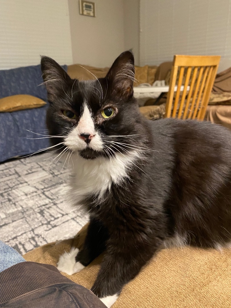 Jezzie - Deserving of a second chance!, a Adoptable mixed breed in Fountain Valley, CA image 2/4