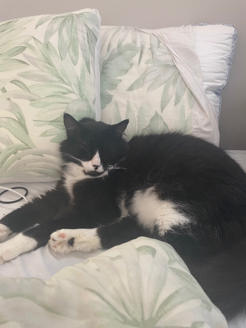 Jezzie - Deserving of a second chance!, a Adoptable mixed breed in Fountain Valley, CA image 3/4