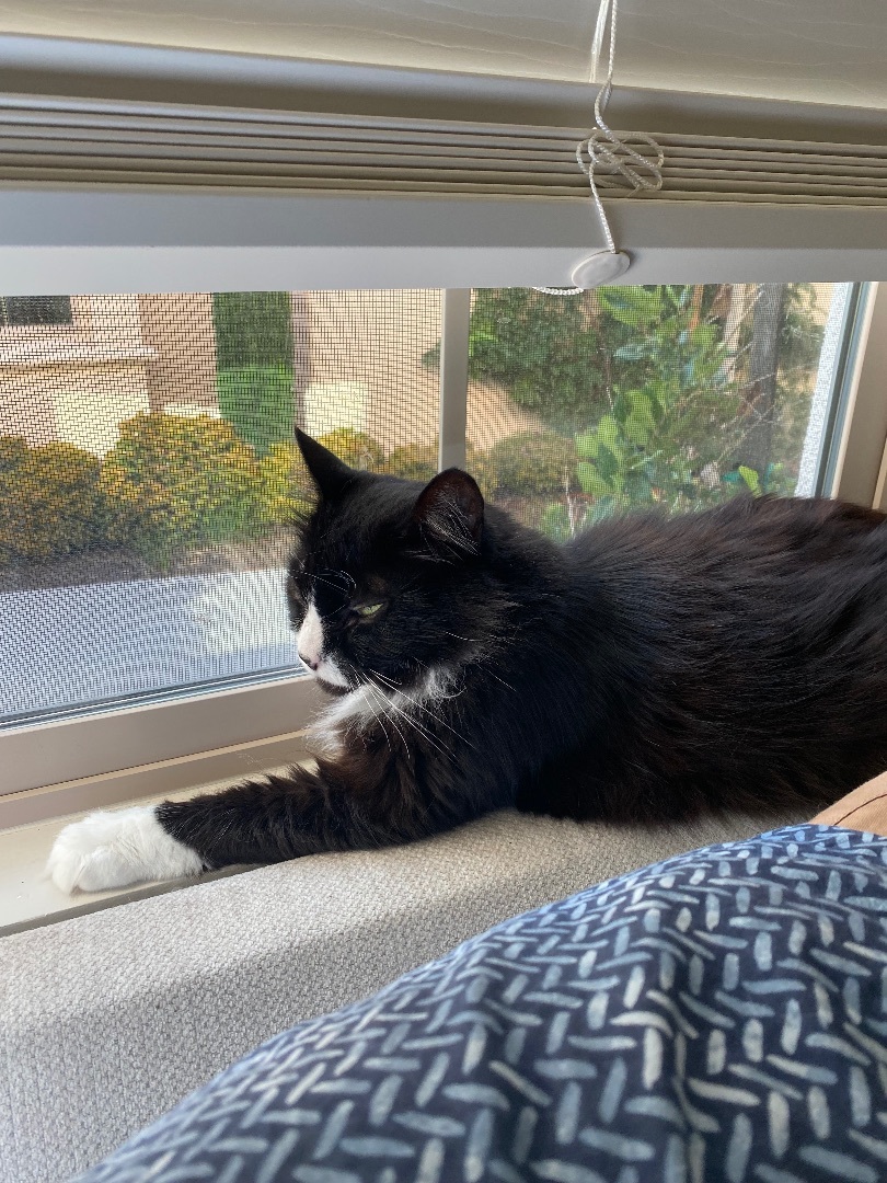 Jezzie - Deserving of a second chance!, a Adoptable mixed breed in Fountain Valley, CA image 4/4