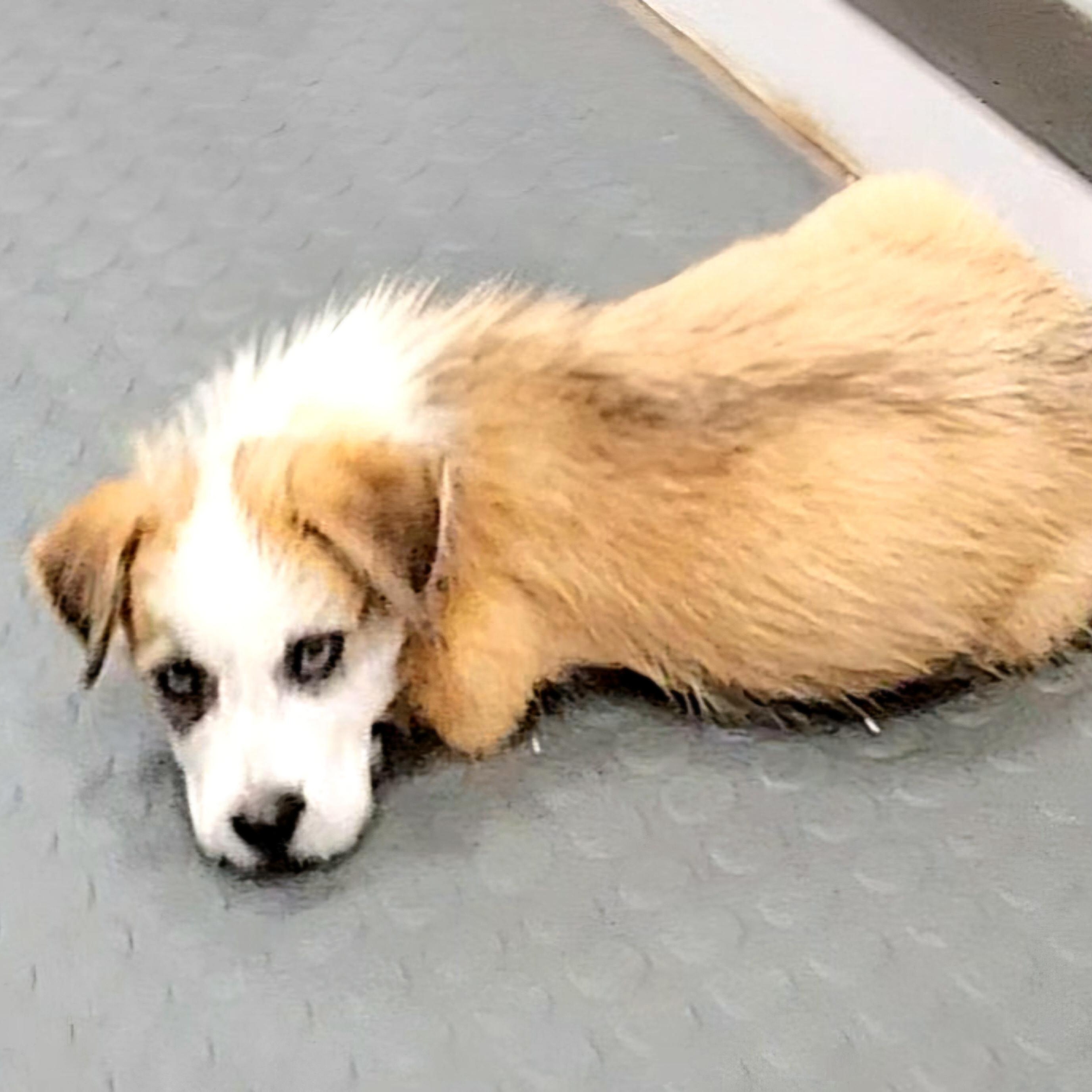 Snoopyoh Those Eyes!! thumbnail 5