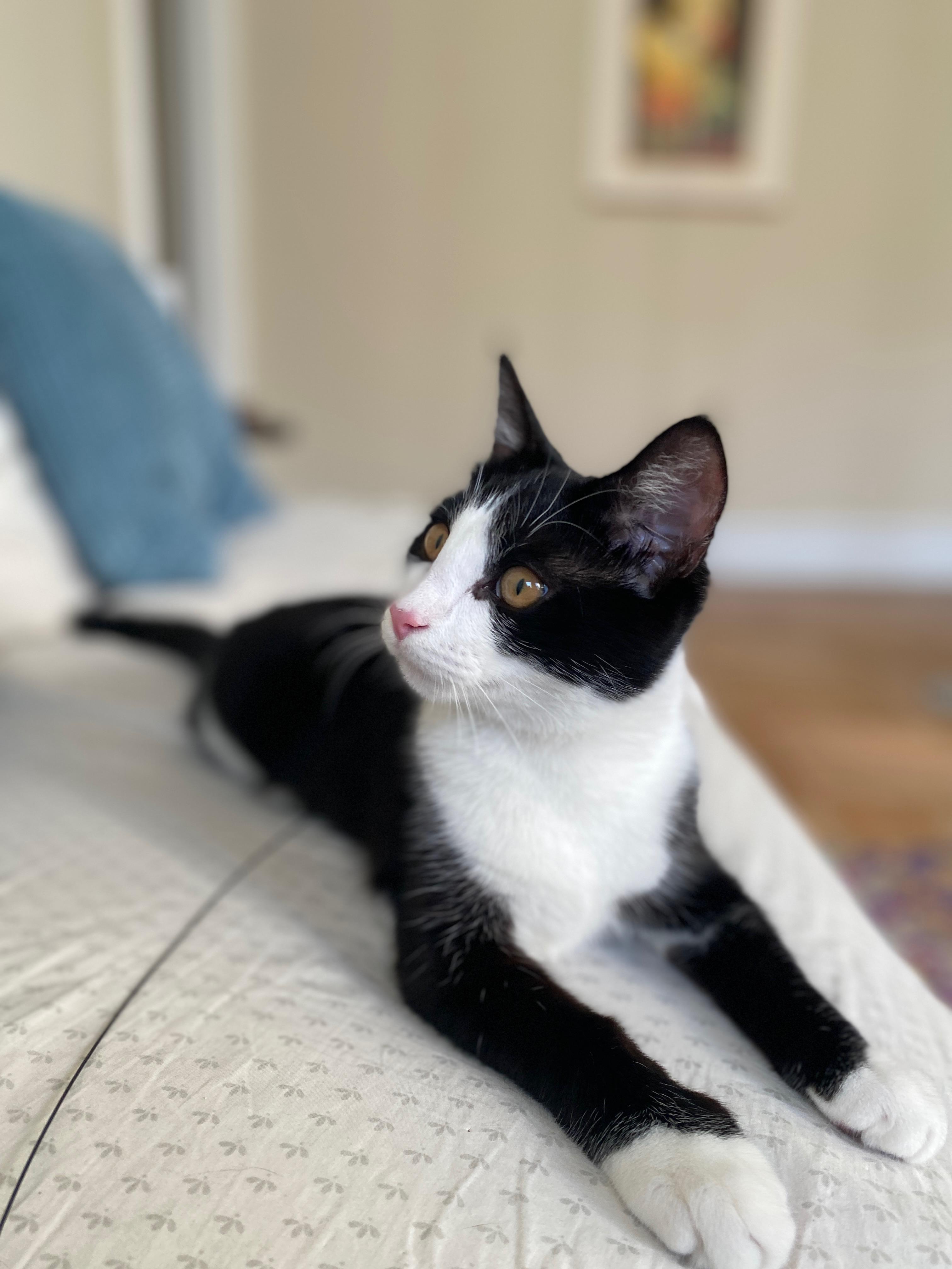 Keeper, a ADOPTABLE Domestic Short Hair in Brooklyn, NY image 3/5