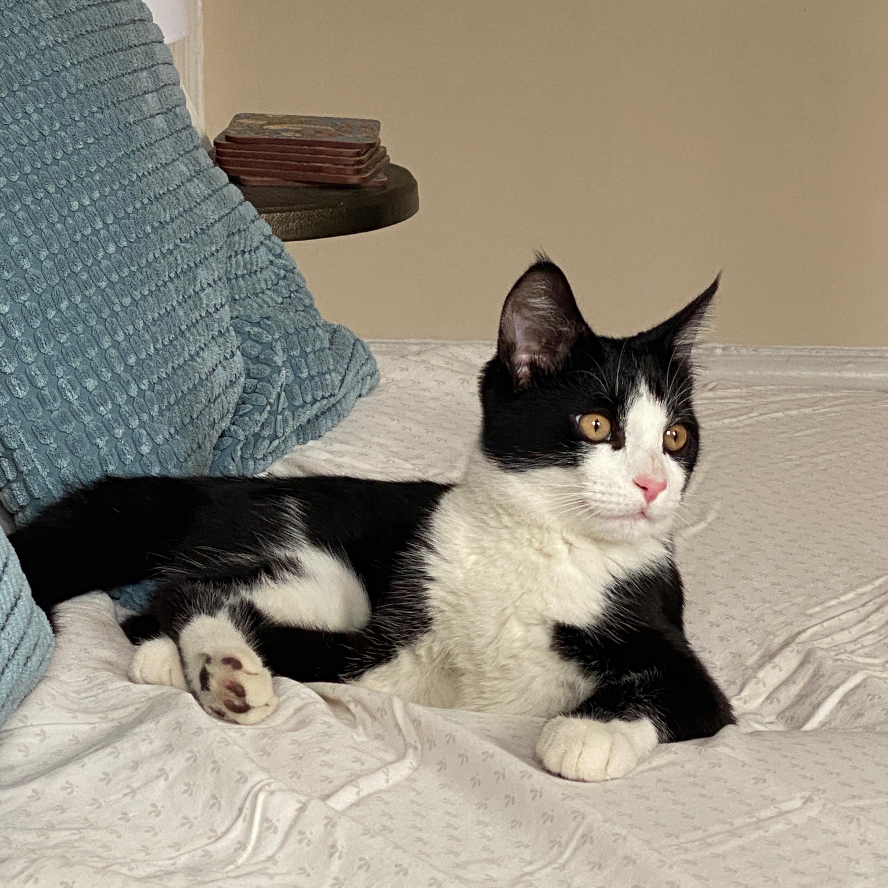 Keeper, ADOPTABLE, Young Male Domestic Short Hair.