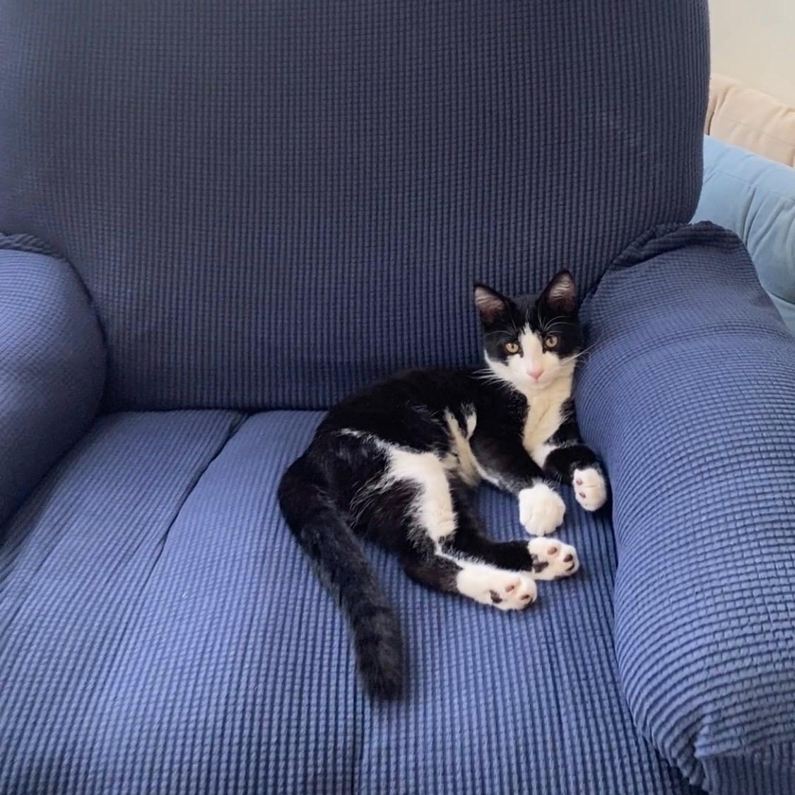 Keeper, a ADOPTABLE Domestic Short Hair in Brooklyn, NY image 5/5