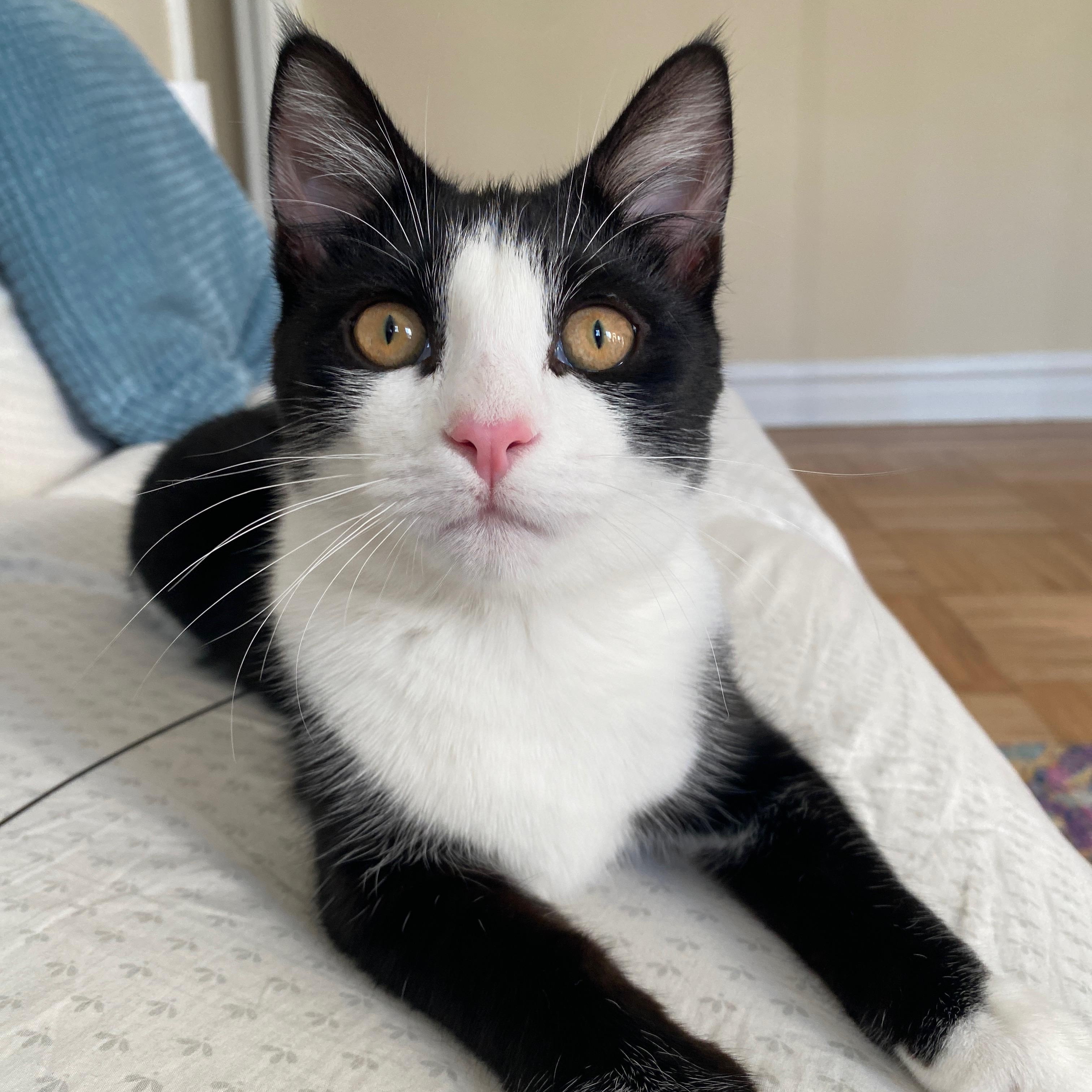 Keeper, a ADOPTABLE Domestic Short Hair in Brooklyn, NY image 2/5