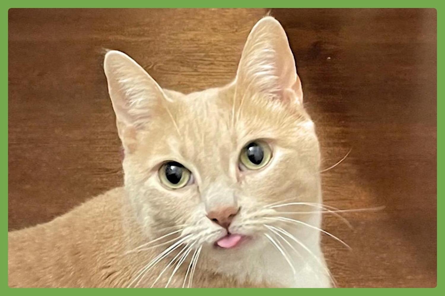 Peaches, Senior Female Domestic Short Hair