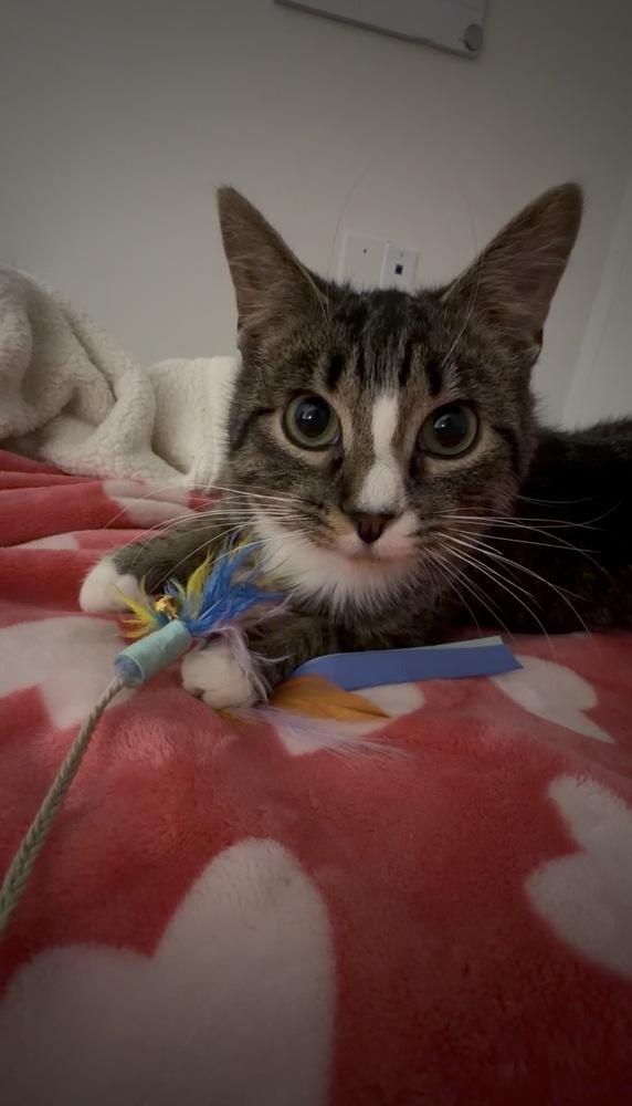 Enlarge Gemma (26-054 C), a Adoptable Domestic Short Hair in Lansing, MI image 1/6