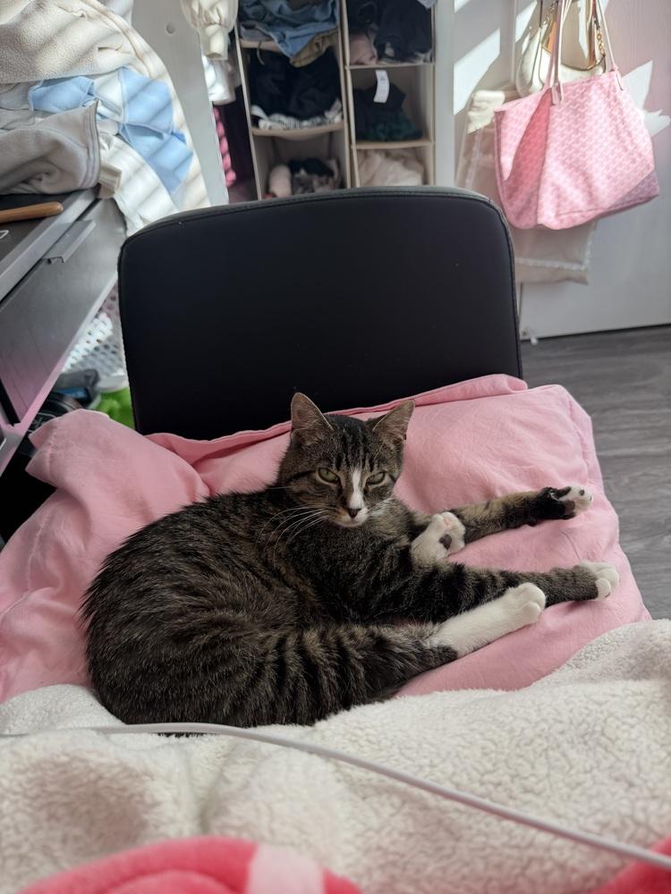 Enlarge Gemma (26-054 C), a Adoptable Domestic Short Hair in Lansing, MI image 2/6