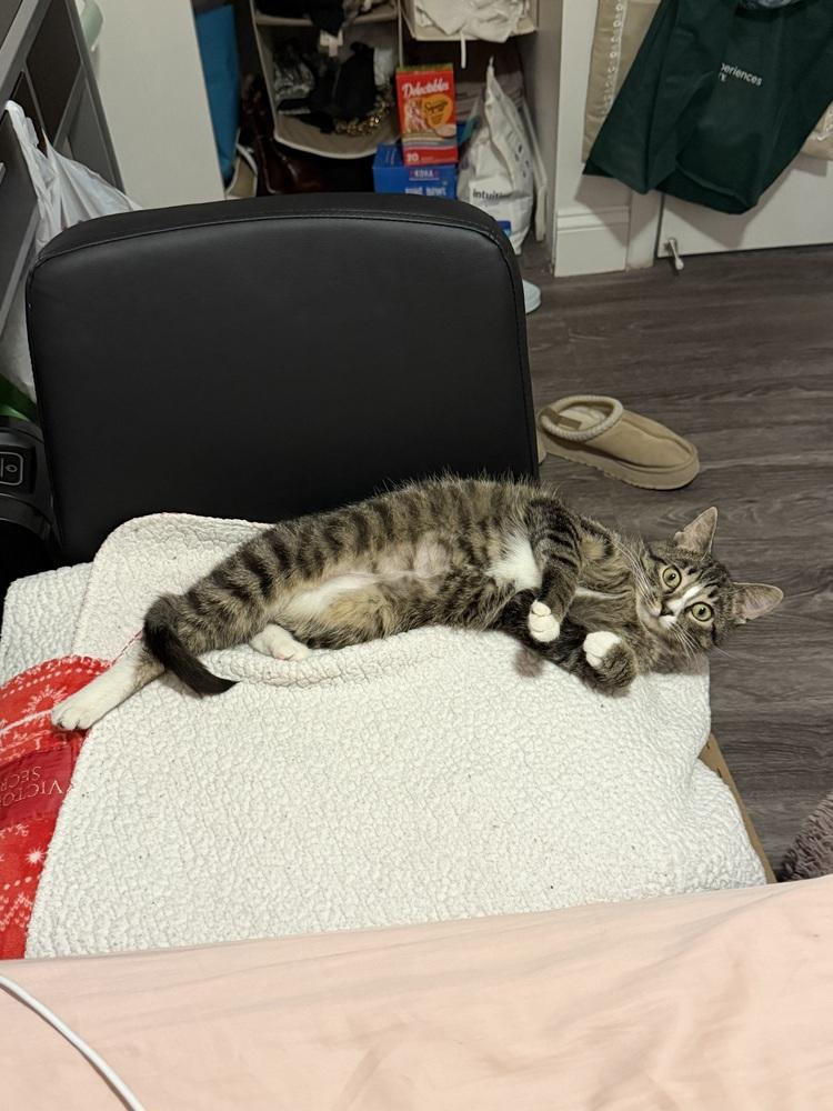 Enlarge Gemma (26-054 C), a Adoptable Domestic Short Hair in Lansing, MI image 3/6