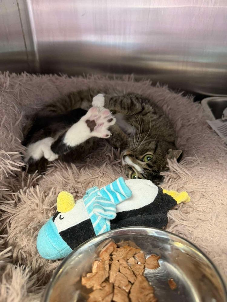 Enlarge Gemma (26-054 C), a Adoptable Domestic Short Hair in Lansing, MI image 4/6