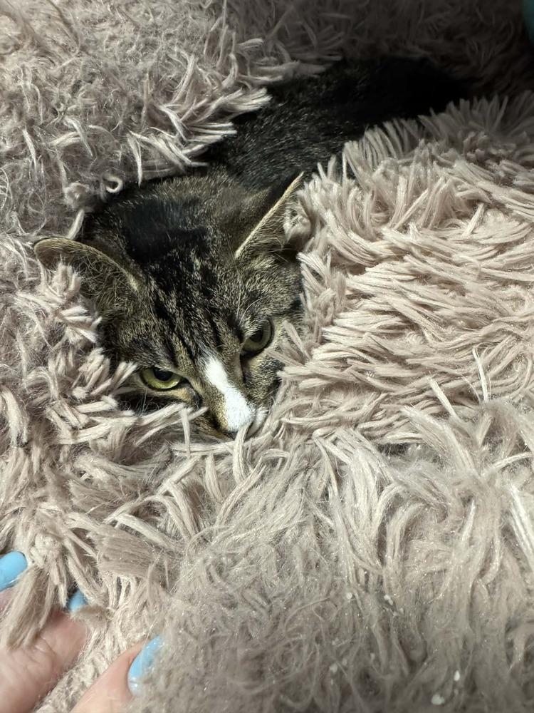 Enlarge Gemma (26-054 C), a Adoptable Domestic Short Hair in Lansing, MI image 5/6