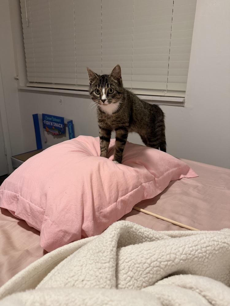 Enlarge Gemma (26-054 C), a Adoptable Domestic Short Hair in Lansing, MI image 6/6