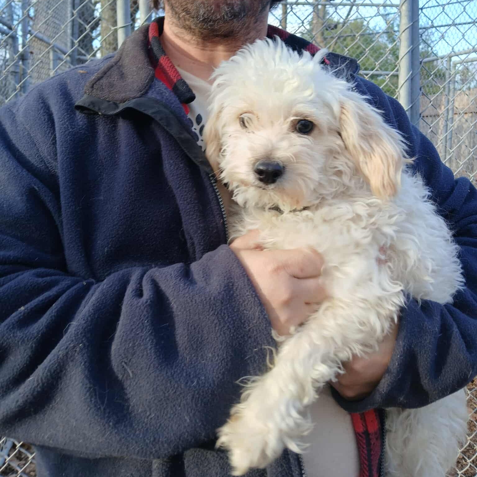 Bill Burr, an adopted mixed breed in Saugerties, NY image 5/6