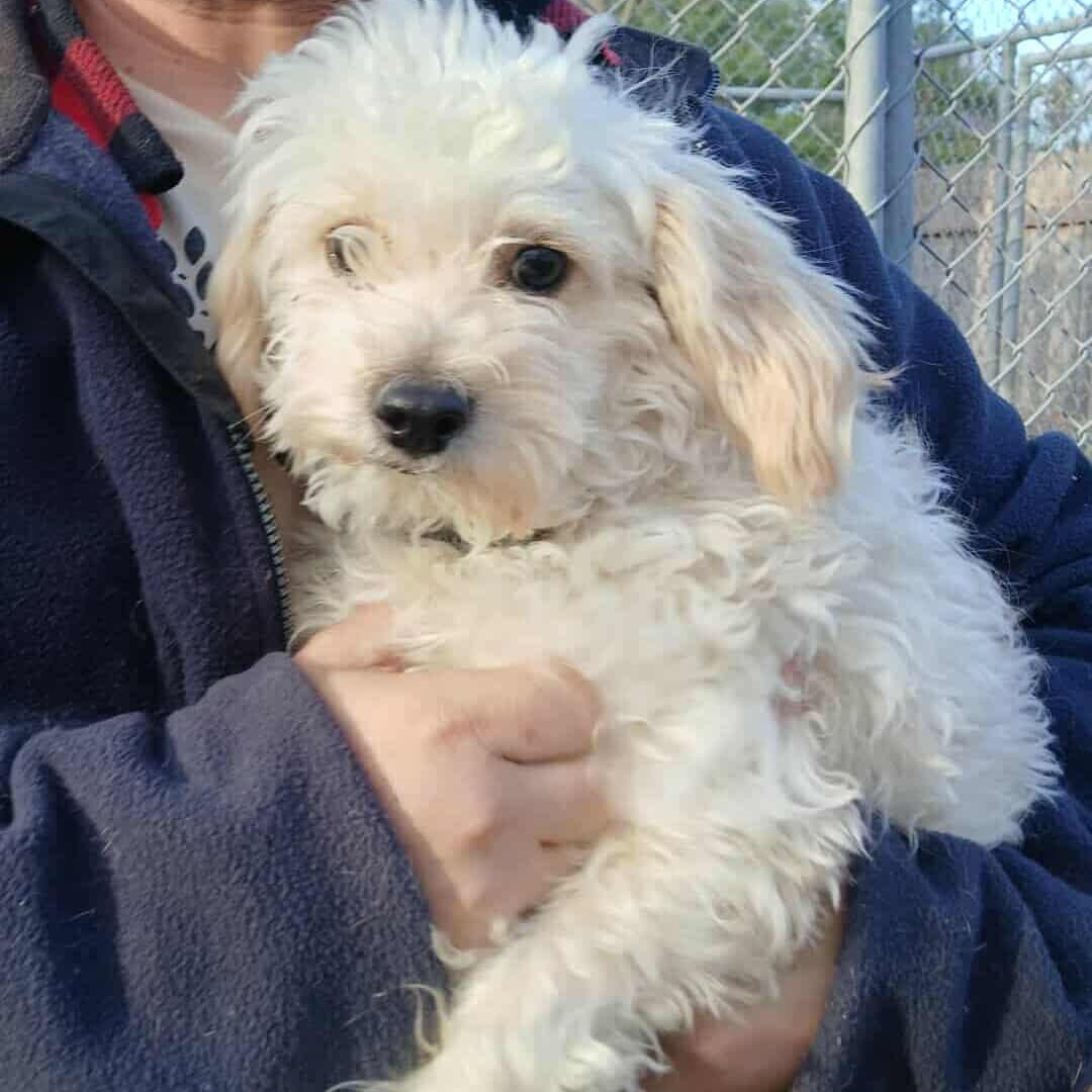 Bill Burr, Adoptable, Adult Male Mixed Breed.