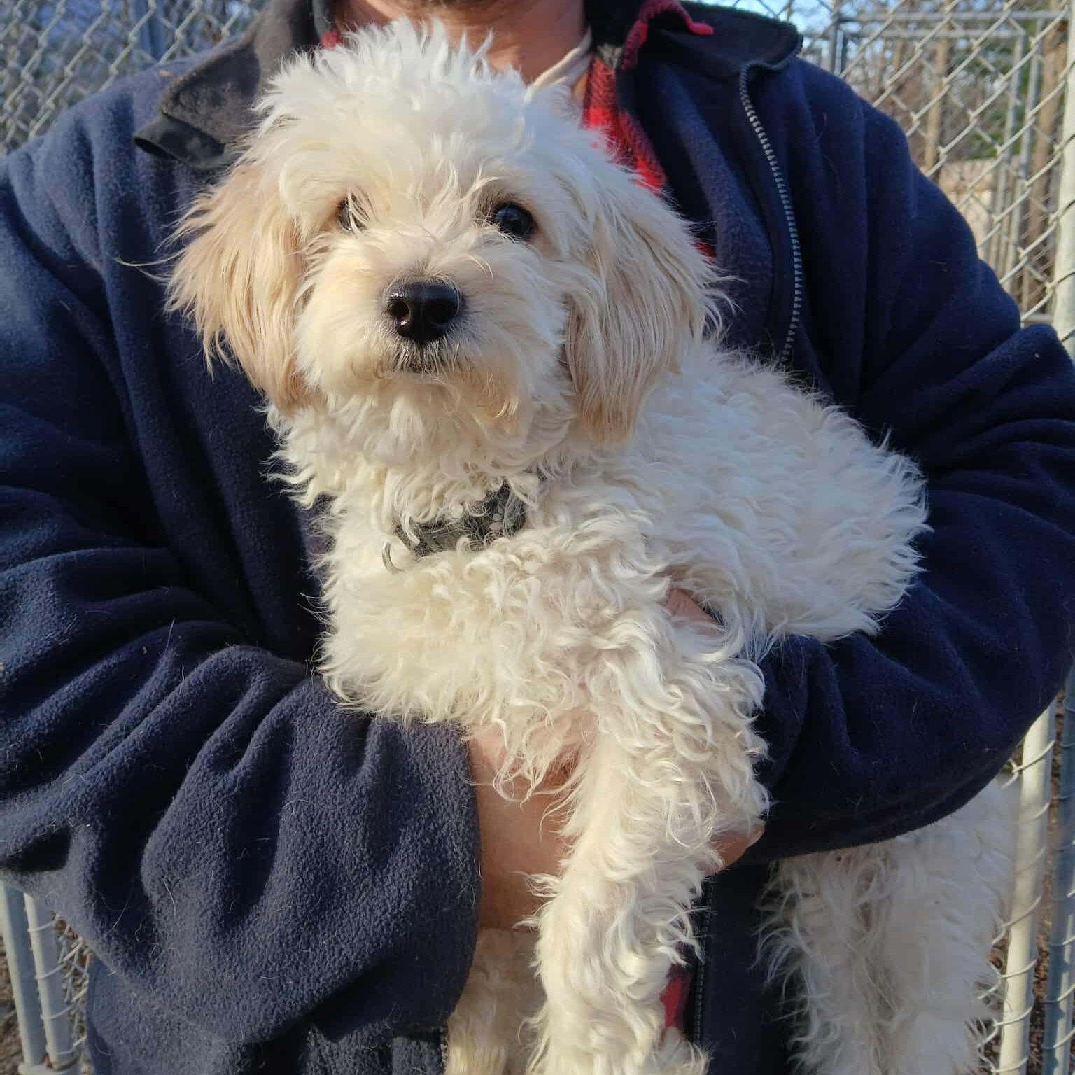 Bill Burr, an adopted mixed breed in Saugerties, NY image 2/6