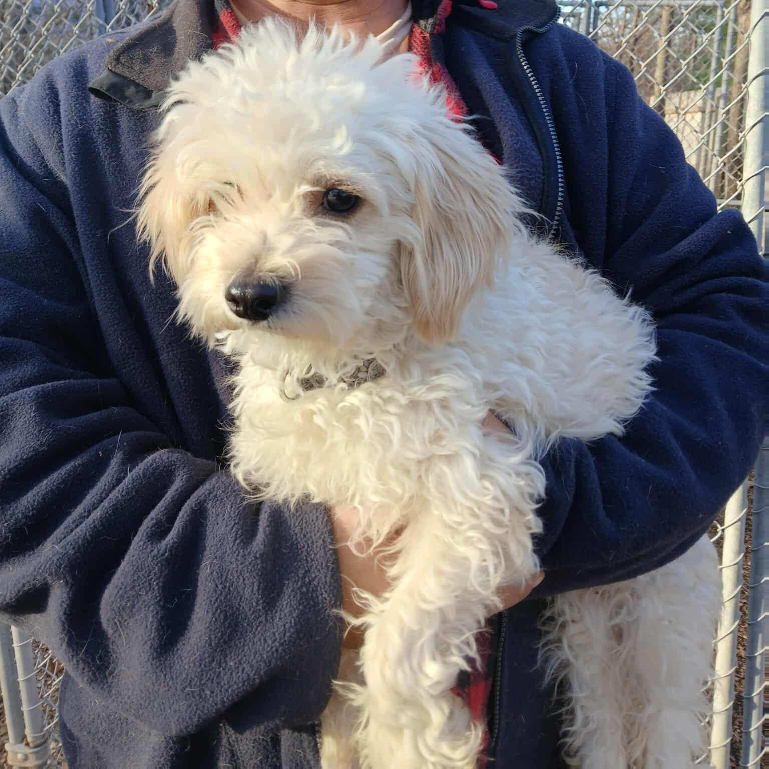 Bill Burr, an adopted mixed breed in Saugerties, NY image 3/6