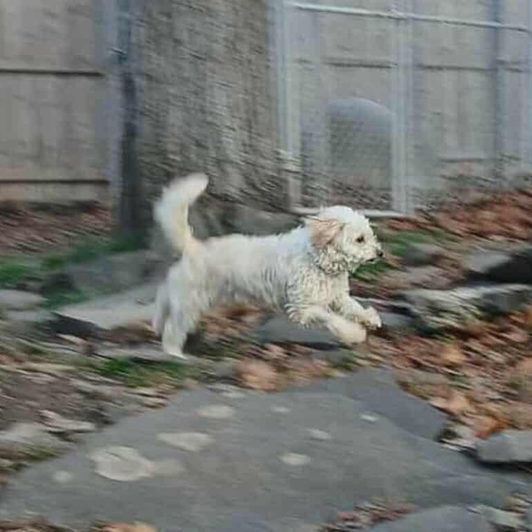 Bill Burr, an adopted mixed breed in Saugerties, NY image 4/6