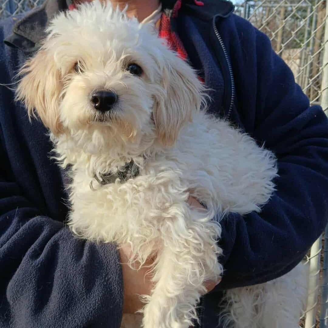 Bill Burr, an adopted mixed breed in Saugerties, NY image 6/6