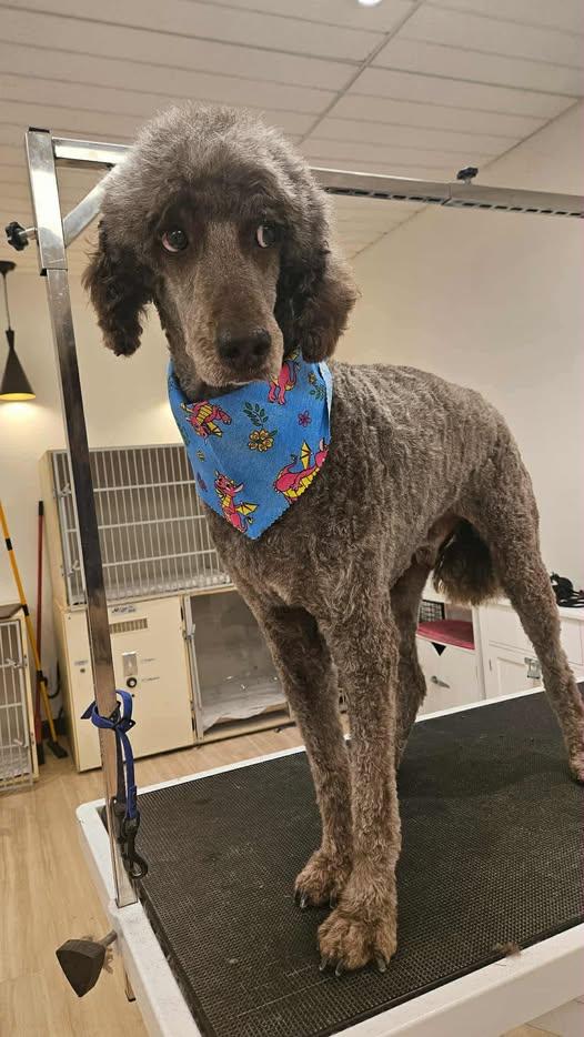 River, a Adoptable Standard Poodle in Ottawa, ON image 1/3