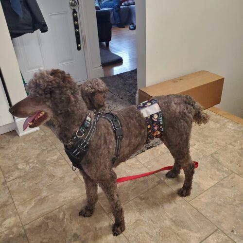 Enlarge River, a Adoptable Standard Poodle in Ottawa, ON image 1/5