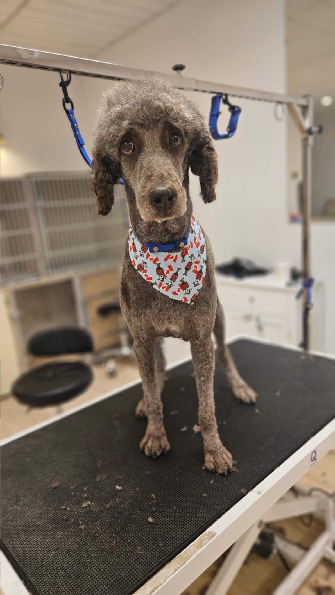 River, a Adoptable Standard Poodle in Ottawa, ON image 2/3