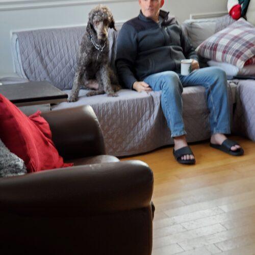 Enlarge River, a Adoptable Standard Poodle in Ottawa, ON image 2/5