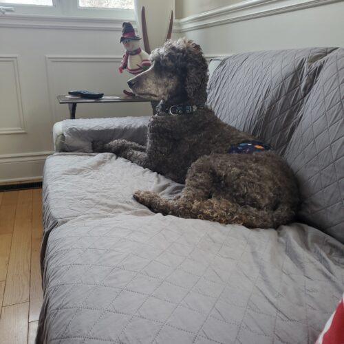 Enlarge River, a Adoptable Standard Poodle in Ottawa, ON image 3/5