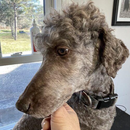 Enlarge River, a Adoptable Standard Poodle in Ottawa, ON image 4/6