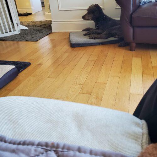 Enlarge River, a Adoptable Standard Poodle in Ottawa, ON image 4/5