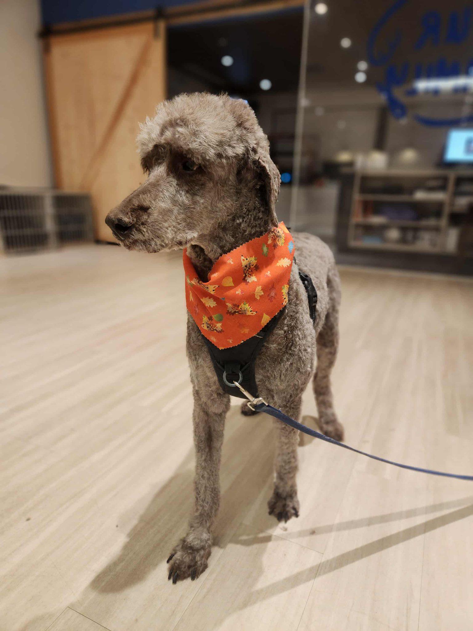 River, Adoptable, Senior Male Standard Poodle.
