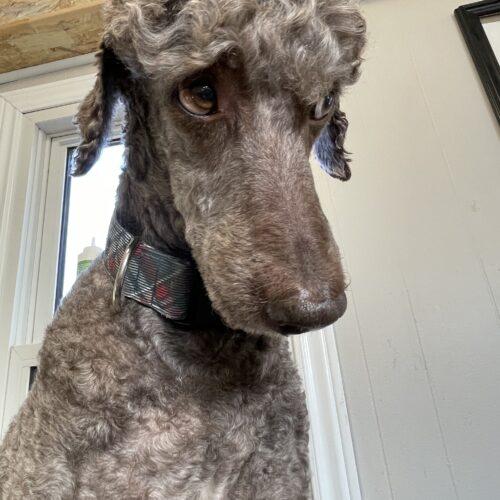 Enlarge River, a Adoptable Standard Poodle in Ottawa, ON image 5/5