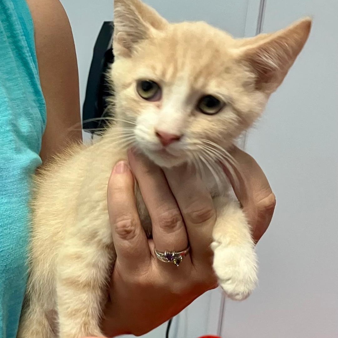 Simba, ADOPTABLE, Kitten Male Domestic Short Hair.