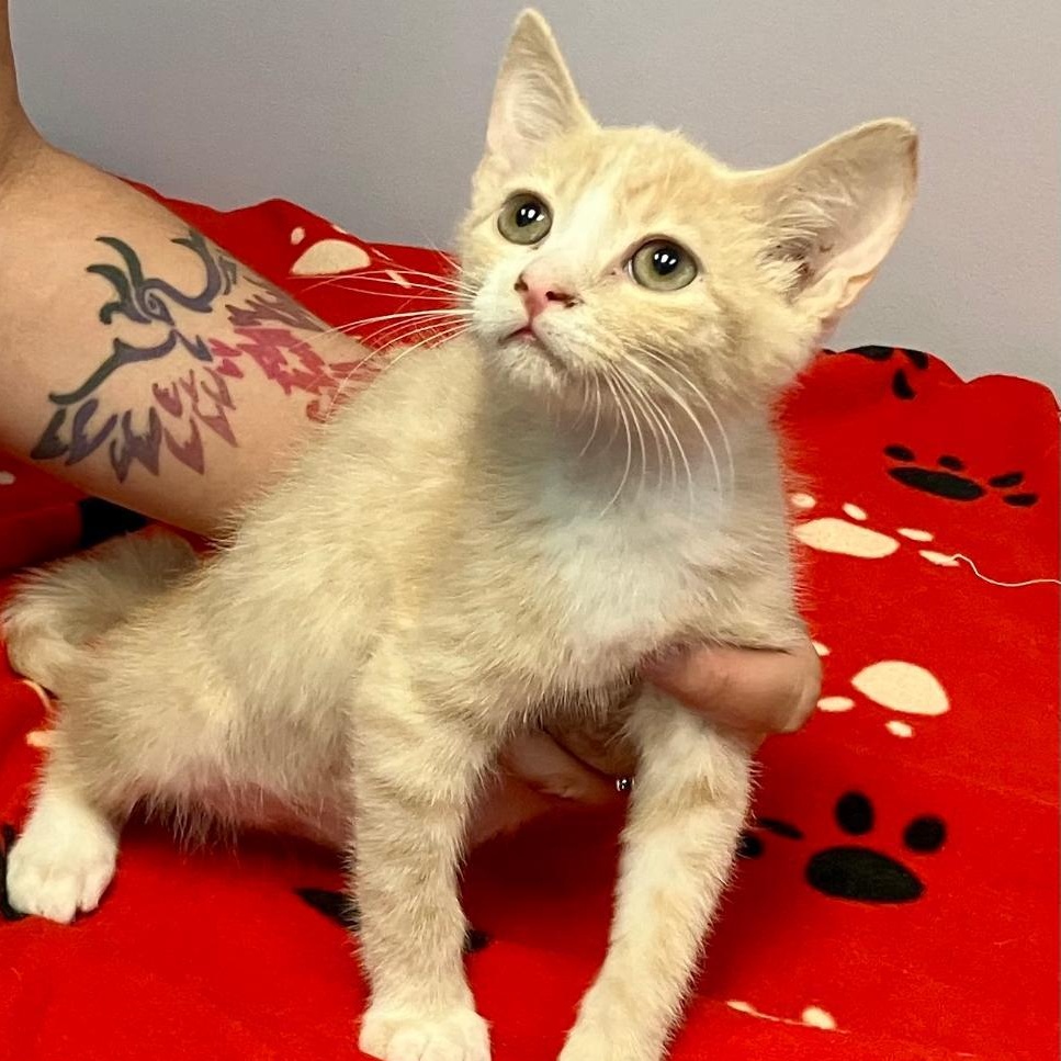 Enlarge Simba, a ADOPTABLE mixed breed in Gastonia, NC image 2/3