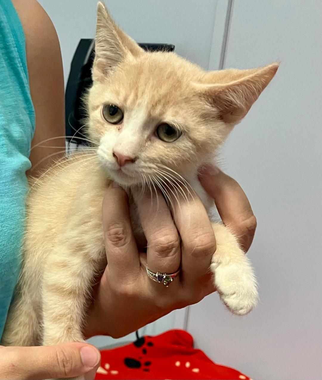 Enlarge Simba, a ADOPTABLE mixed breed in Gastonia, NC image 3/3