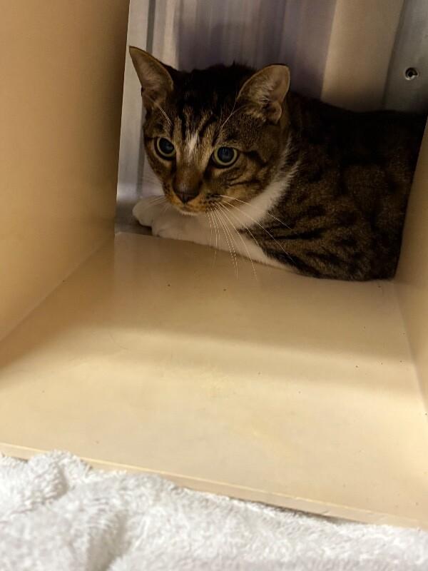 Donner, Adoptable, Adult Male Domestic Short Hair.