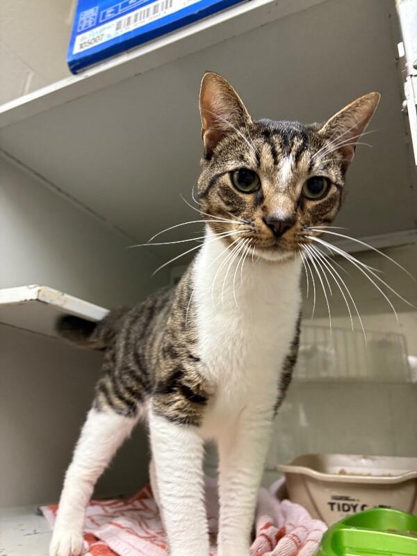 Enlarge Donner, a Adoptable Domestic Short Hair in Burgaw, NC image 2/2