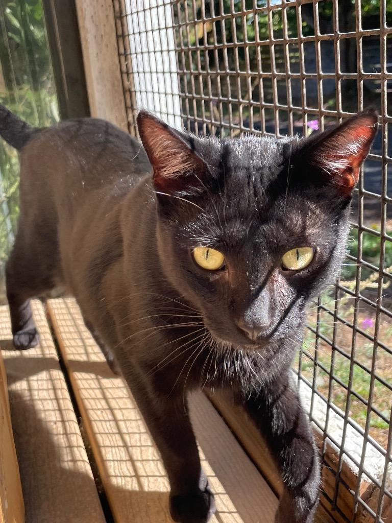 Beanie, Adoptable, Kitten Male Domestic Short Hair.