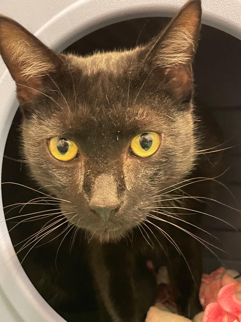 Enlarge Beanie, a Adoptable mixed breed in Eastsound, WA image 2/6