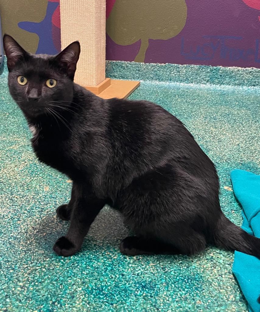 Enlarge Beanie, a Adoptable mixed breed in Eastsound, WA image 4/6